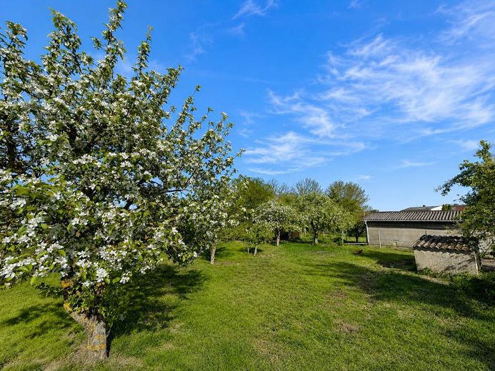 Obstbestand