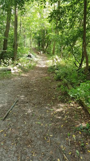Wald