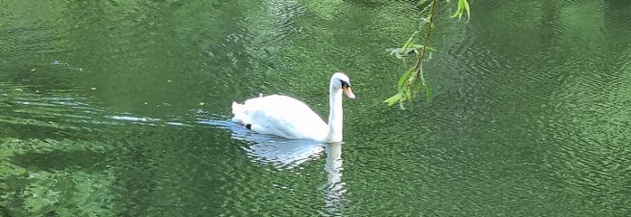 L’eau murmure « devant la porte » – des canards et des cygnes nagent dans l’eau !