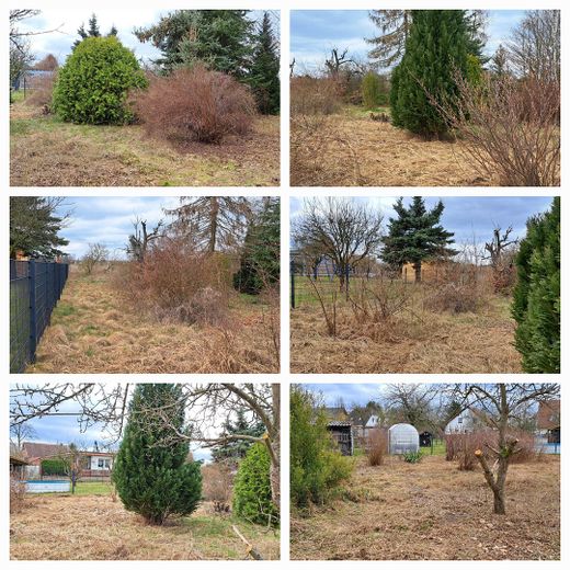 Koniferen hinterer Teil