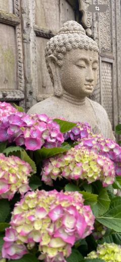 Buddha