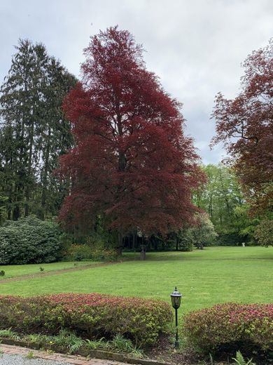 Alter Baumbestand im Park