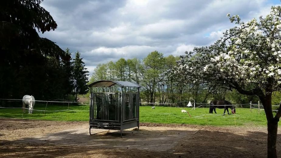 Tu sueño de tener un caballo en casa se hace realidad – Weide