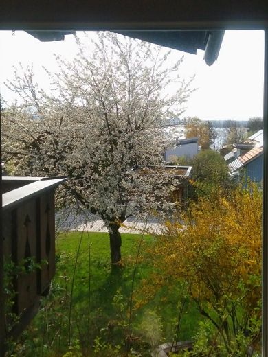 Der blühende Kirschbaum