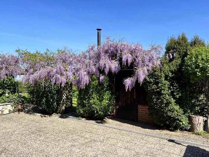Gartenterrasse mit Blauregen