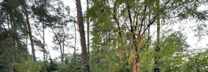 IMMOBERLIN.DE - Bebaubares Waldgrundstück in sehr naturverbundener Lage