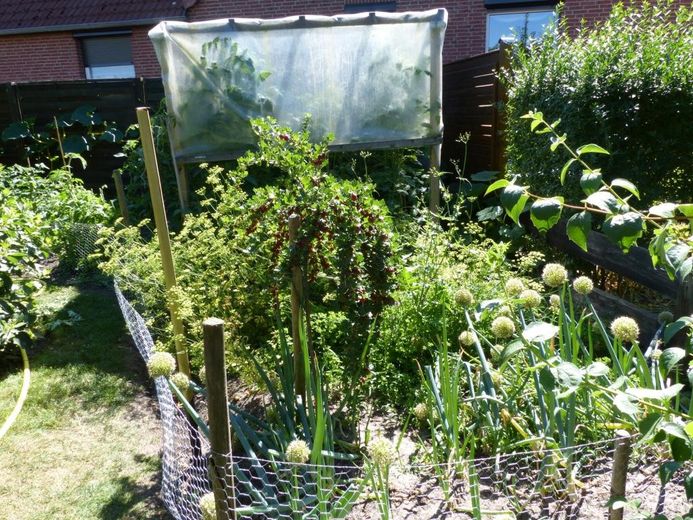 Gemüsegarten