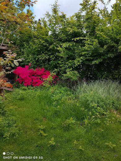 Nur noch wenige Tage :Einfamilienhaus in Seelscheid, Provisionsfrei – Garten