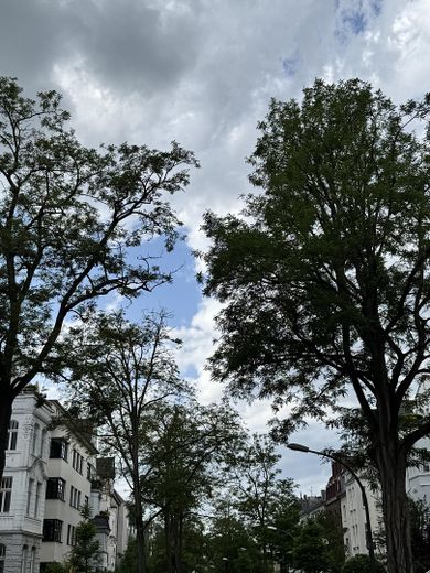 Siebengebirgsallee 
