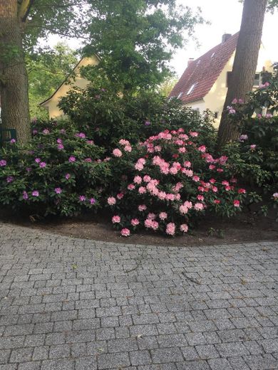 TOP-Villenanwesen in bester Lage von Alt-Oberneuland – Hortensienhecke