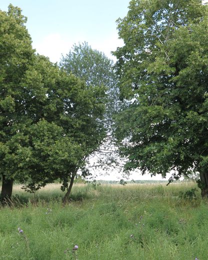 eines der letzten, erhaltenen SCHEUNENGUTSHÄUSER (mit 4-6 ha. Naturgrundstück) – Eigener Baumbestand (1)