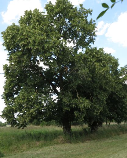 eines der letzten, erhaltenen SCHEUNENGUTSHÄUSER (mit 4-6 ha. Naturgrundstück) – Baumbestand (3)