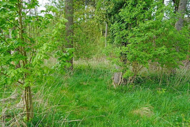 Wildwuchs