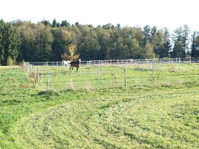 Centro ippico senza provvigioni sul lago con maneggio coperto, campo da equitazione e 15 box per cavalli – Koppeln.