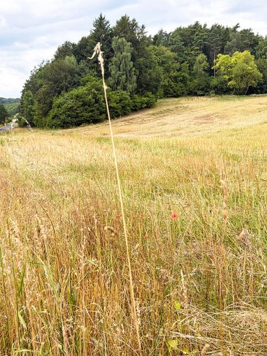 Riservato: storico eremo in un rifugio boschivo privato nella terra di Frau Holle – Photo 11