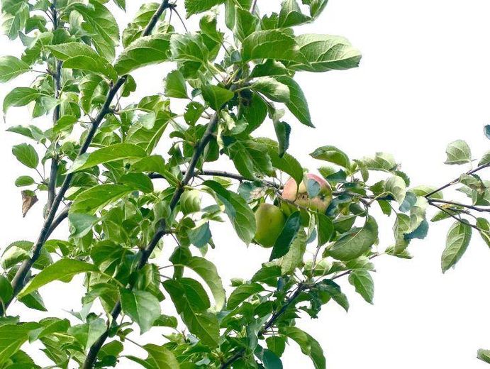 Apfelbaum im Garten