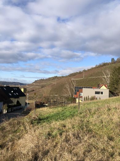 Blick in die Weinberge