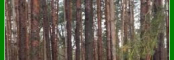 *** 14 ha Wald -arrondiert- ***