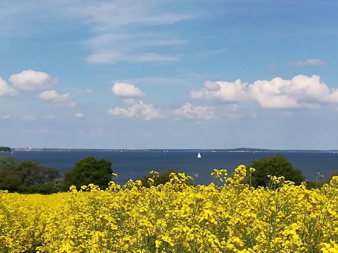 Rapsblüte in der Nähe