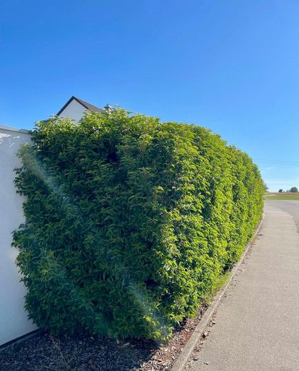 Doppelhaushälfte mit Garten – Garten - Hecke