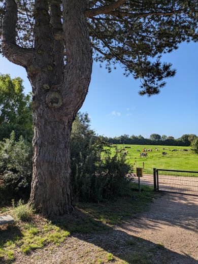 Ostsee ve Holstein İsviçresi yakınlarındaki çayırlara manzara – Blick über die Weiden