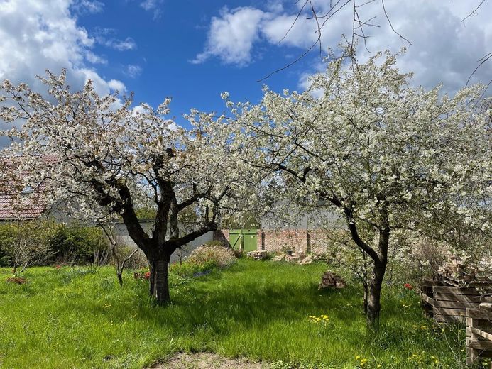 Obstbäume im Garten (Frühling)