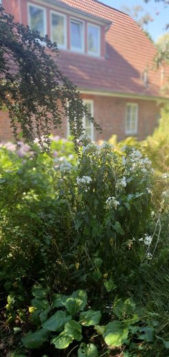 Garten Blick aufs Haus