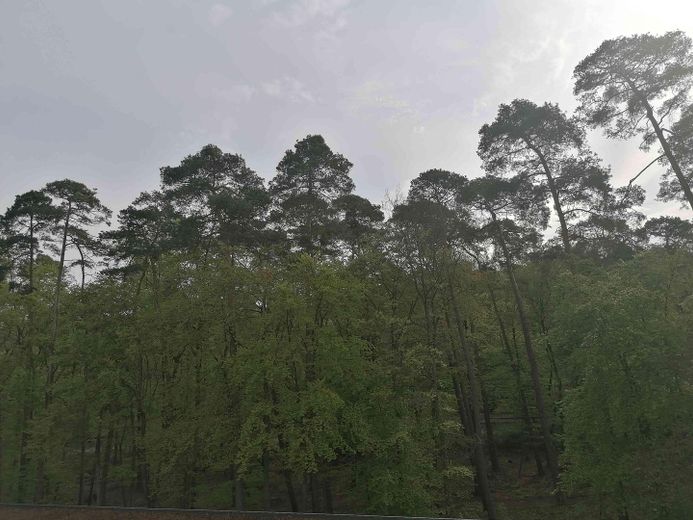 Blick in den Wald