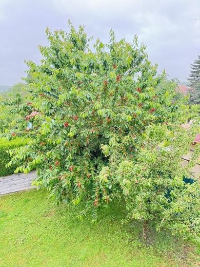 Garten Kirsch- + Birnbaum 