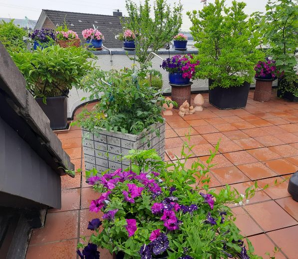 Terrasse -mittig-  blüht