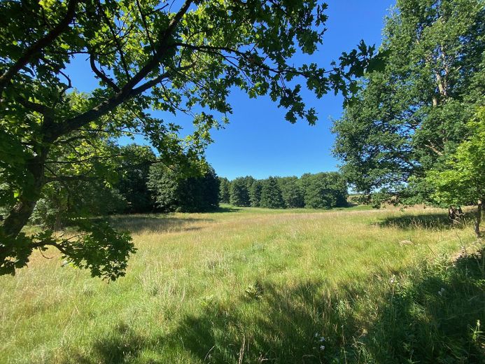 Landhaus unter Reet am See, Gästewohnung, Stallungen, Weiden und Wald. – Ländereien