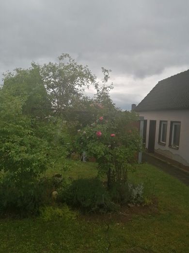 Gartenduftrosen/ Nebengebäude