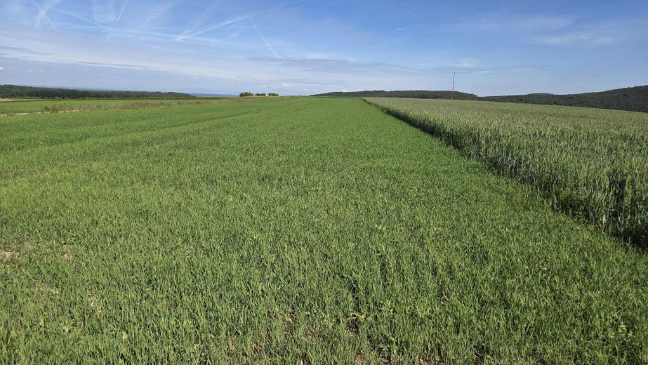 Landwirtschaftliche Ackerflächen in Leidersbach – provisionsfrei direkt vom Eigentümer – Hohes Jörg Gut