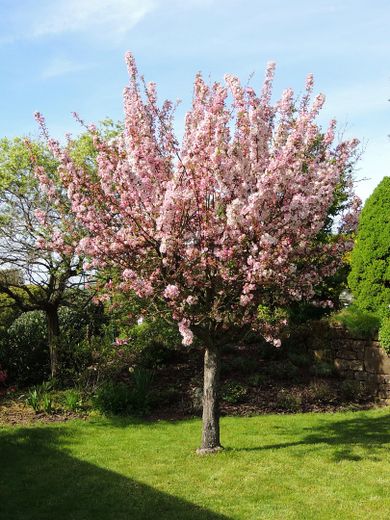 Freistehendes Niedrigenergie-EFH in Massivbauweise zwischen Pirmasens und Zweibrücken – Frühling im Garten