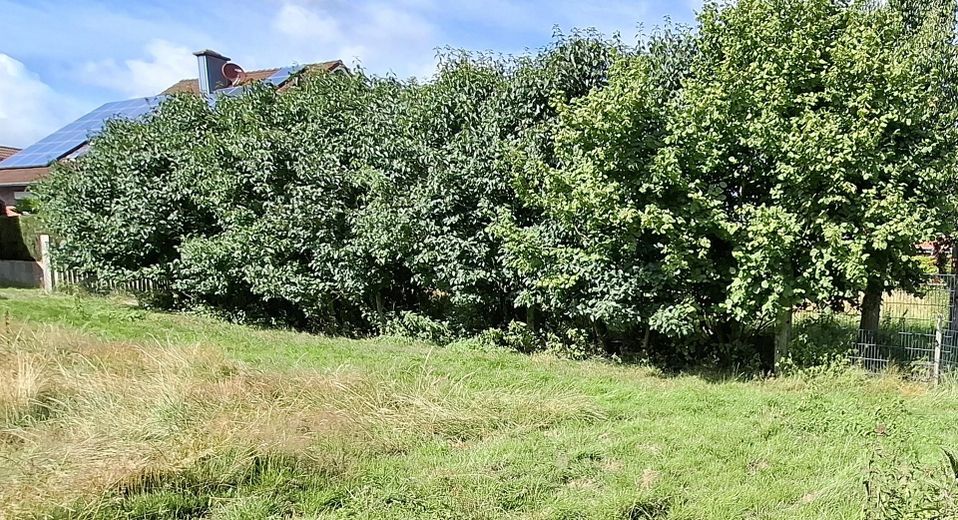 Fliederhecke Richtung Nord