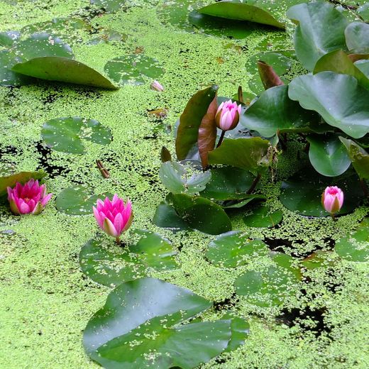 Provisionsfrei! Charmantes Einfamilienhaus in ruhiger Sackgasse im Herzen von Lilienthal – Seerosen auf dem Teich