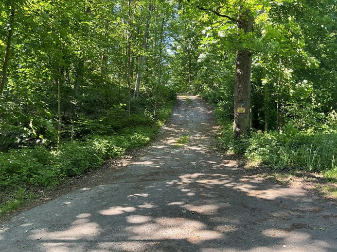 Zufahrt durch den Wald