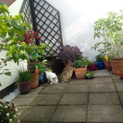 Dachterrasse Ansicht 2
