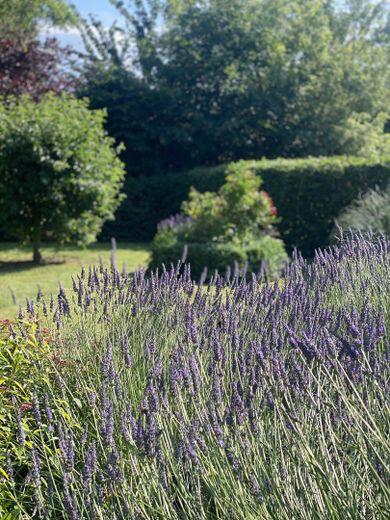 Lavendel an der Terrasse