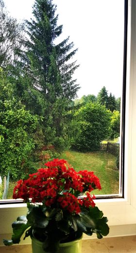 Blick in den Garten
