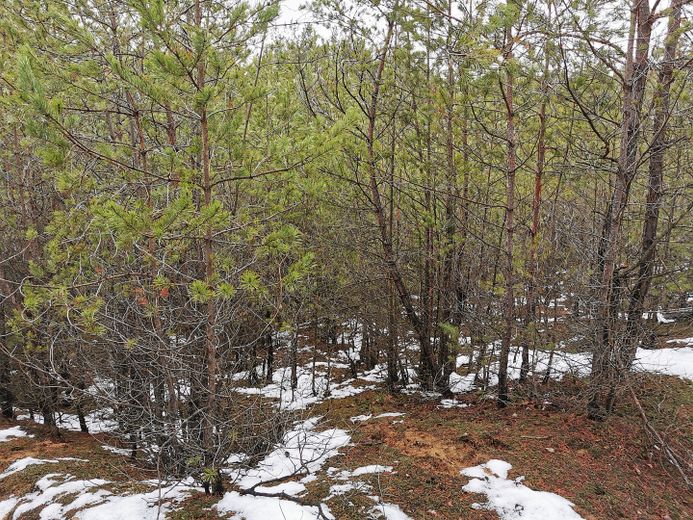 Baugrundstück für Naturliebhaber – Januar 2023