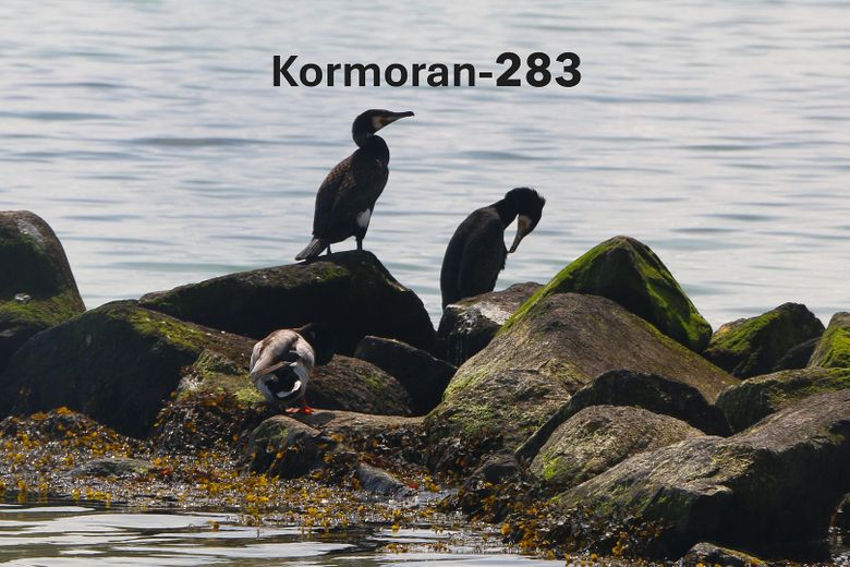 Namensgeber dieser Wohnung