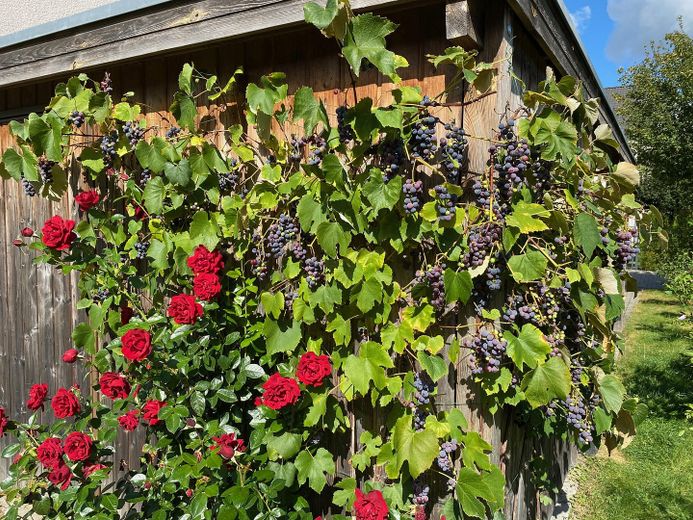 Neuwertige Doppelhaushälfte mit wunderschöner Aussicht – Schuppen mit Weinstock