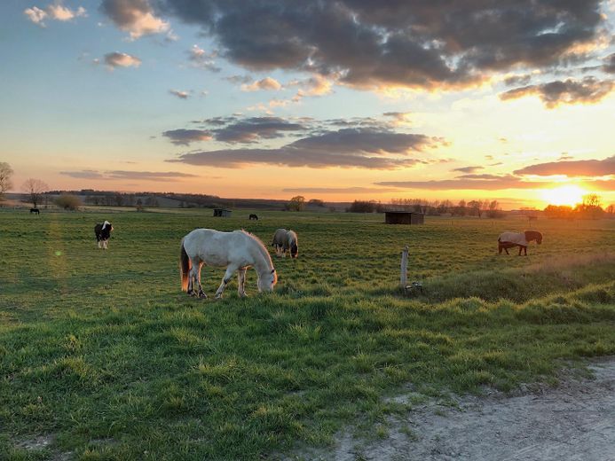 Pferdewiesen Stankenweg 