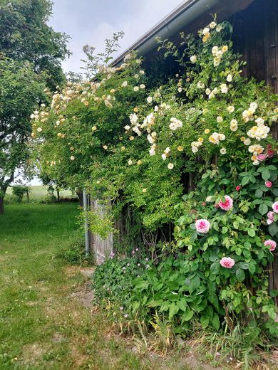 Garten mit Rosen