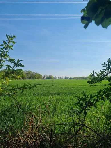 Blick aufs Feld