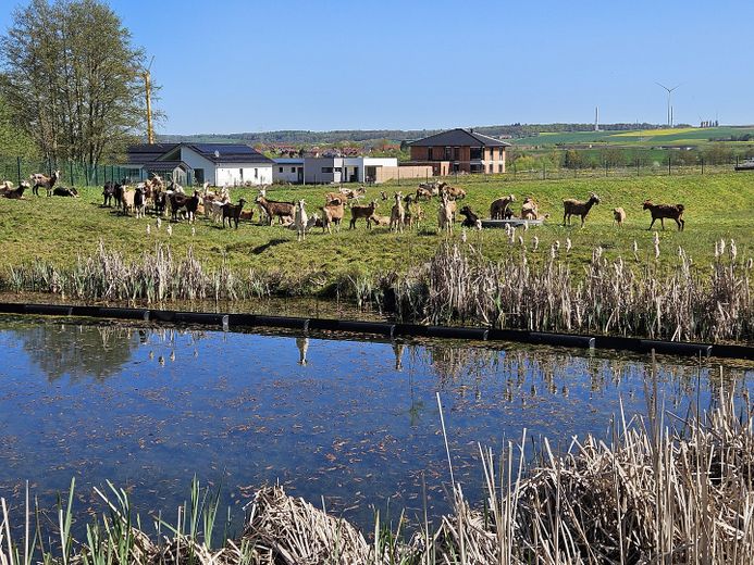 Baugrundstücke im Neubaugebiet Offenbergblick! Keine Provision! Kein Bauzwang! – Tierpark Offenbergblick