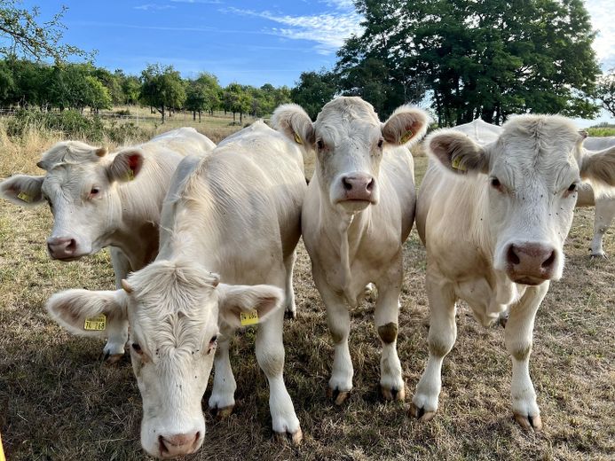 Umgebung: Ländliche Idylle