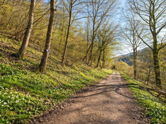 Traumgrundstück in sonniger Randlage von Dausenau – Foto 1