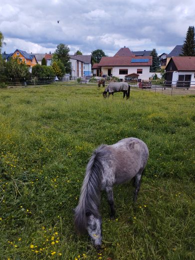 Modernisiertes Landanwesen mit Pferdehaltung | 250 m² | 4.000 m² – Pferdekoppel